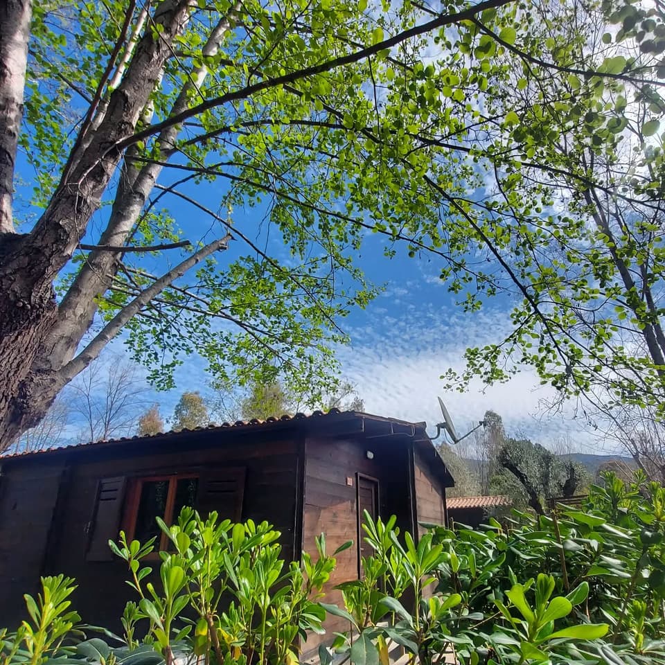 Casetta in legno vista dal basso sotto le chiome degli alberi (apre Instagram)